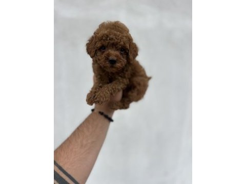 Aşılı orjinal poodle köpekler