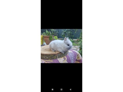 Hollanda mini lop cüce tavşanlar a kalite