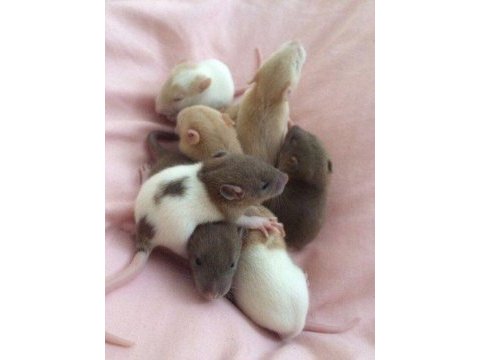Rat - dumbo rat yavrular ve malzemeleri adrese teslim var