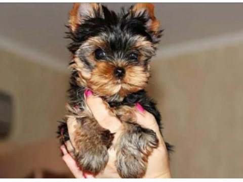 Petmode köpek çiftliğinden tea cup yorkshire terrier