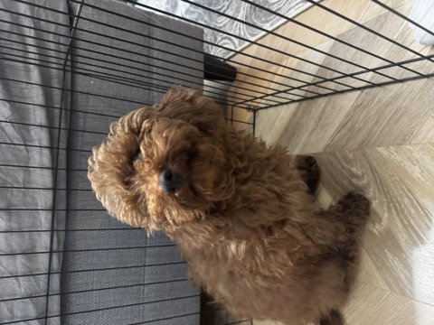 Red browen toy poodle erkek 6 aylık