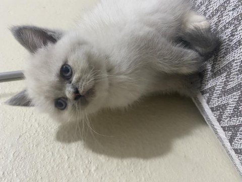 2 aylık british shorthair