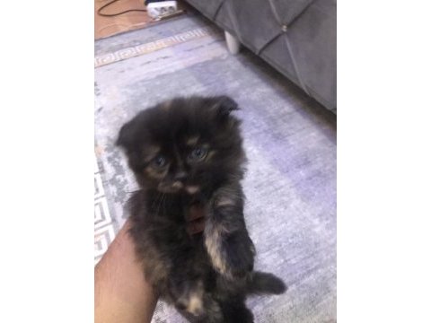 Tatlı eğitimli yavru cins kediler
