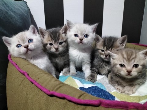 Blue point, lilac ve gri renk british yavrularım hazır