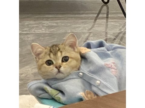 British shorthair tarçın yeni sahibini arıyor