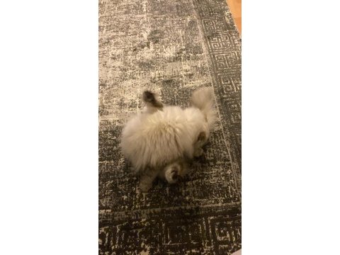 British longhair 8 aylık dişi