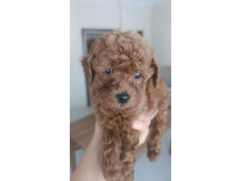 2 erkek poodle