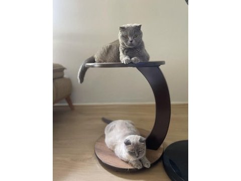 Yetişkin british shorthair dişi kediler