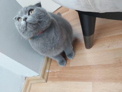 7 aylık erkek scottish fold wc eğitimli
