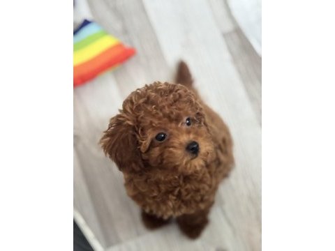 Toy poodle 3 aylık