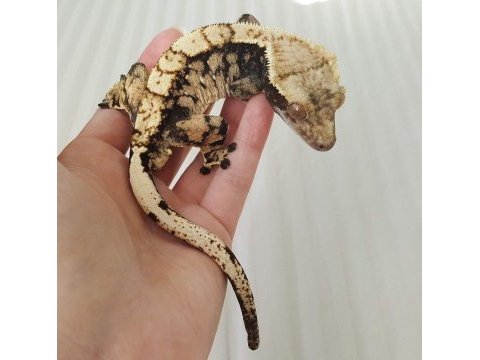 Sağlıklı ve kaliteli crested geckolar