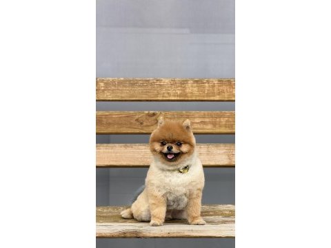 Pomeranian ayı surat ezel