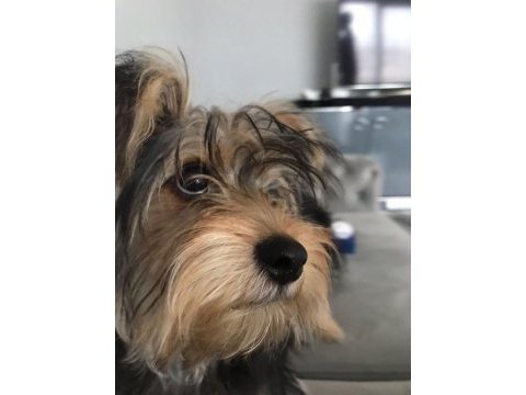 Eğitimli yorkshire terrier