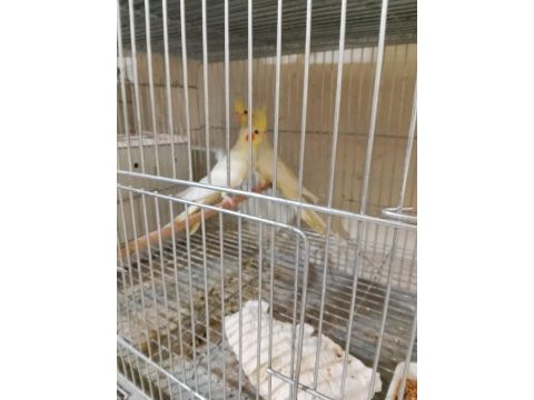 Lutino sultan papağanı yavrular