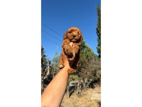 Sevimli poodle yeni yuvasını arıyor