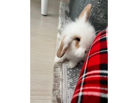 2 aylık hollanda lop tavşan