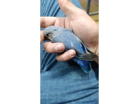 Yavru full evcil sevda papağanı