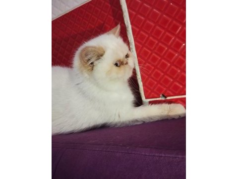 İran exotic red point