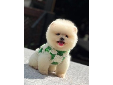 Orijinal pomeranian boo