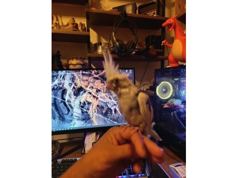 Ele alışkın sultan papağanı