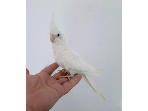 Yeni yeme düşen sultan papağanı yavrular