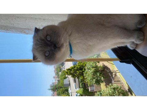 Erkek british shorthair sahiplendirilecektir