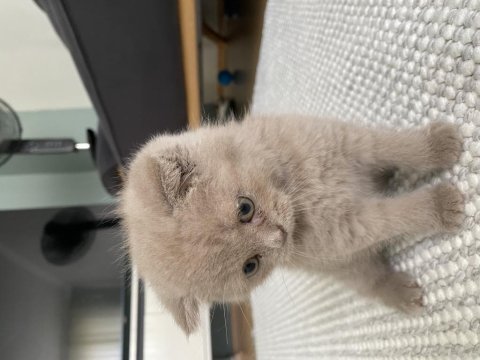 15 haziran doğumlu 3.5 aylık yavru british shorthair bebek