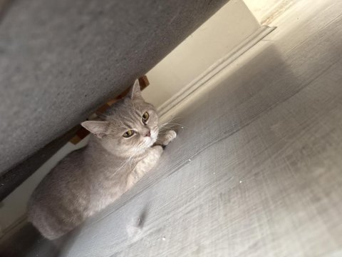 Anne ve 3 adet british shorthair yavru