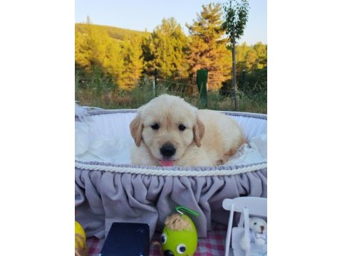 Baby face safkan golden retriever yavruları
