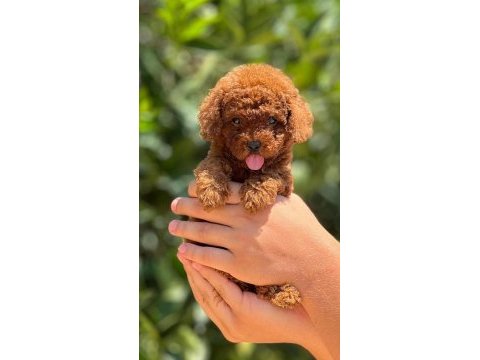 Toy poodle red brown kore kan