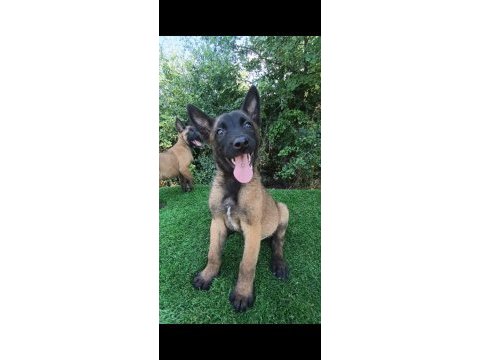 Belçika malinois sağlam kan güçlü genetik bebekler