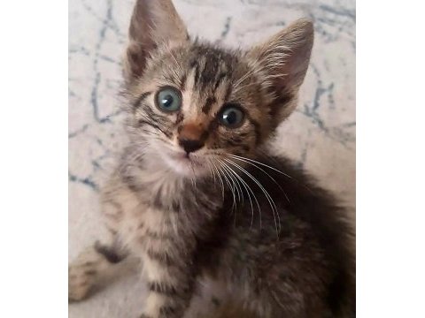 Minik cana yuvanızda yer verir misiniz