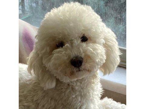 Kocaelide safkan apricot toy poodle