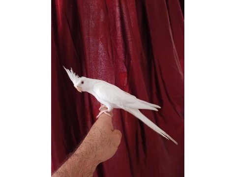 4 aylık erkek yavru sultan papağanı