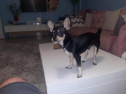 7 aylık chihuahua erkek küçük ırk siyah renk