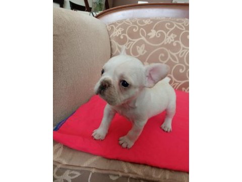 Mükemmel form 45 günlük bebek french bulldog