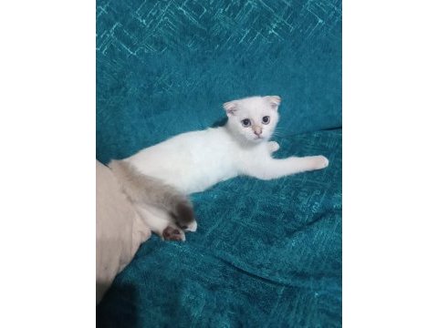 3 aylık yavru kedimiz