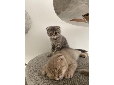 Acil verilecek tatlı scottish fold kedilerimiz