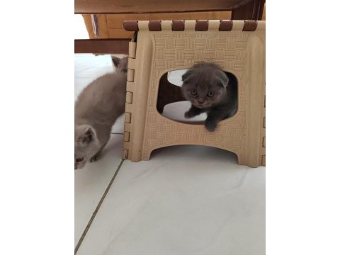 1 aylık scottish fold yavrular sahiplendirmek istiyorum