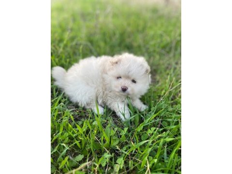 50 günlük ayı sürat pomeranian