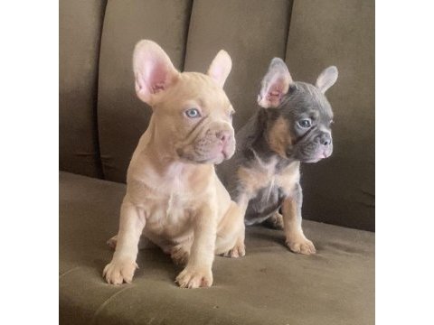 New shade taşıyıcı french bulldog yavrularımız