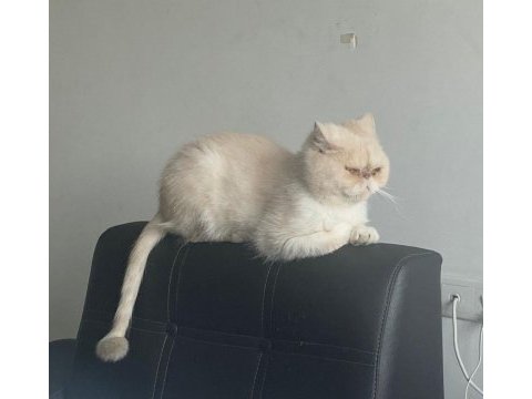 Iran kedısı 2.5 yasında kısır erkek