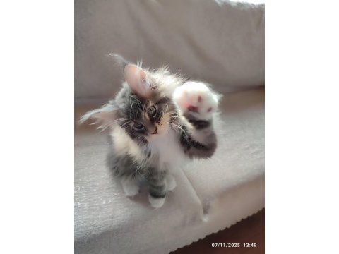 Karakteri cüssesi ve dolu şeceresi ile nocturne maine coon