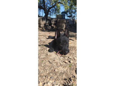 2 aylık saf siyah belçika kurdu (malinois)