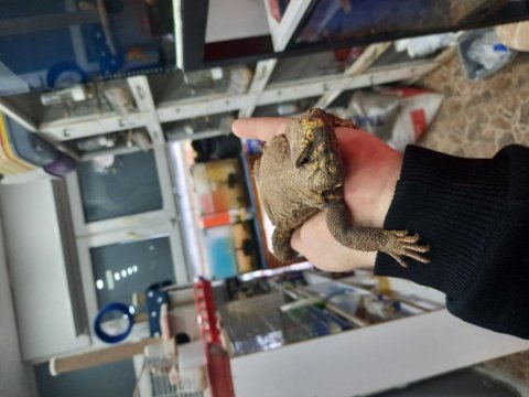 Farklılık arayana uromastyx