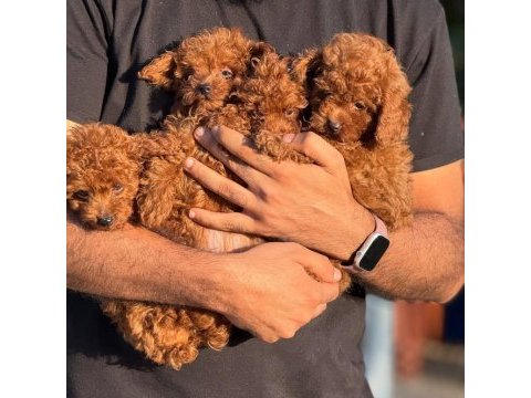 Teacup aşılı eğiitimli toy poodle