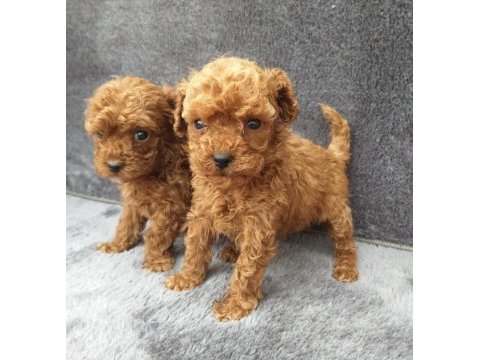 Toy poodle tatlı erkek minnaklar ruhsatlı çiftlik