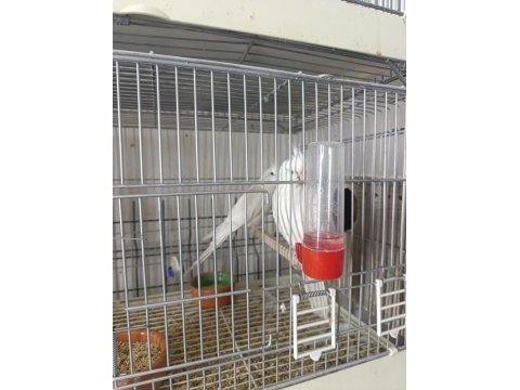 Yavrulu albino kırmızı göz sultan papağanı