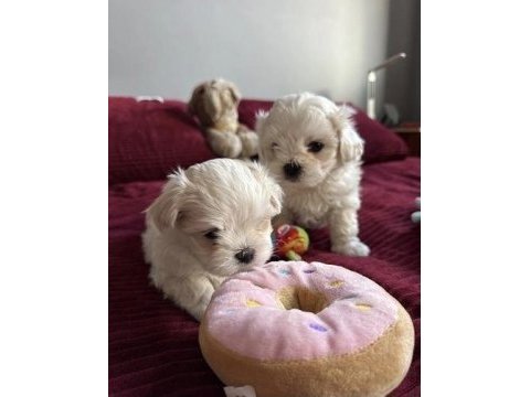 Mükemmeli kalite maltese terrier yavrularımız