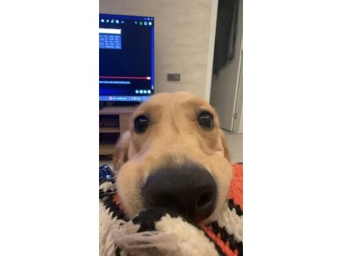 8 aylık golden retriever kızımız yeni yuvasını arıyor